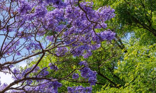 Jacarandas: belleza y problema en el barrio